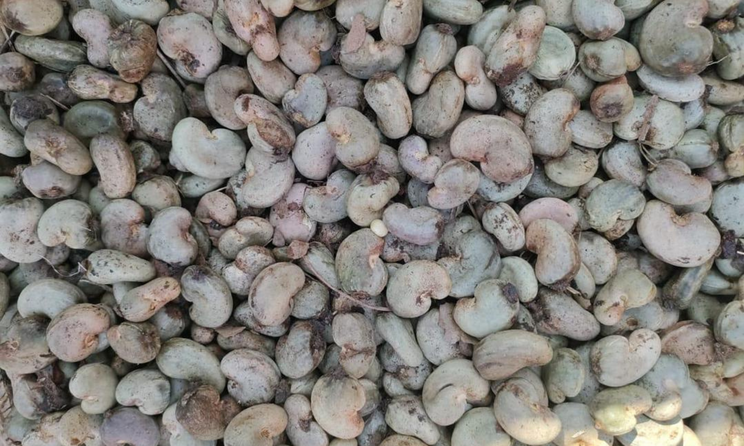 Raw Cashew Nuts
